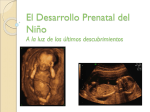 El Desarrollo Prenatal del Niño