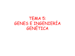 tema 4: genes y manipulación genética