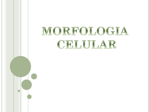 Diapositiva 1 - Página Jimdo de histologiaunerg