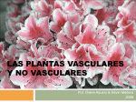 las plantas no vasculares