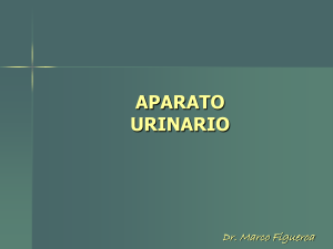 Diapositiva 1 - anatomia-ubb