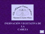 INERVACIÓN VEGETATIVA: CABEZA, APARATO DIGESTIVO Y