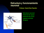 Estructura y Funcionamiento Neuronal.pps (D.Diaz)