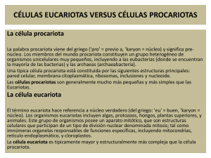 células eucariotas versus células procariotas