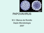 PAPOVAVIRUS