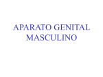 APARATO GENITAL MASCULINO
