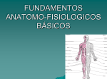fundamentos anatomo-fisiologicos básicos