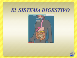 sistema__digestivo
