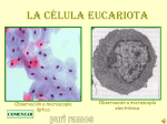 la célula eucariota
