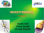 INVERTEBRADOS_2003