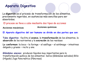 Aparato Digestivo