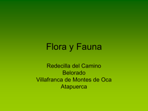 Flora y Fauna
