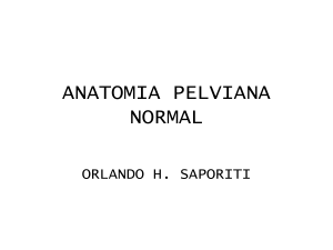 ANATOMIA PELVIANA NORMAL