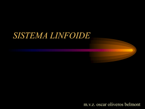 sistema linfoide