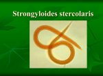 Strongyloides_stercolaris-Obstetricia