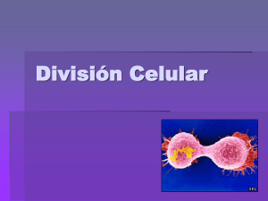 División Celular