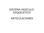 musculo_esqueletico2