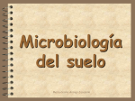 Microbiología del suelo (Primera parte)
