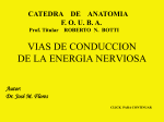 VIAS DE CONDUCCION DE LA ENERGIA NERVIOSA