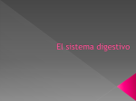 El sistema digestivo 5to.pps