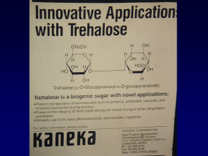 Planta de resurrección (Selaginela lepidophylla)