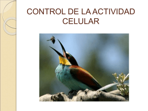 3.2 Control de la actividad celular PRISCILA