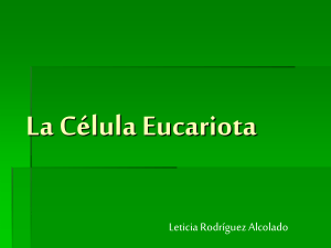 La Celula Eucariota