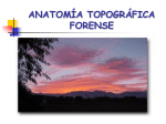 anatomia topografica aplicada a la medicina forense