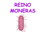 REINO MONERAS