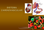 fisiologia cardiovascular