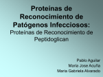 Proteínas de Reconocimiento de Peptidoglican: Las Nuevas