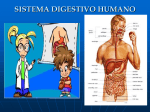 Sistema Digestivo (E.Donoso)