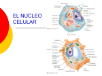 nucleo y partes (885760)