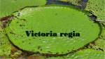 Victoria regia