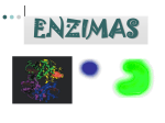 enzimas - Colegio Santa Sabina