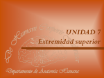 UNIDAD 7 Extremidad superior