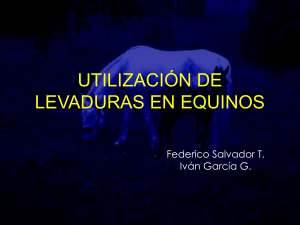 levaduras en alimentación de equinos