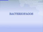 BACTERIOFAGOS