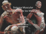 Sistema Muscular Movimiento de los Músculos