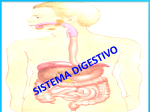 el intestino delgado