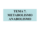 TEMA 7. Metabolismo. Anabolismo
