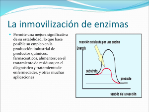 La inmovilización de enzimas