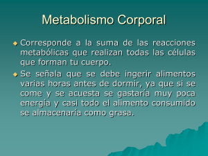 Metabolismo Basal