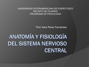 Anatomía y fisiología del Sistema Nervioso Central