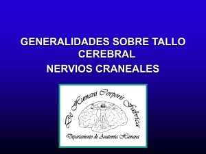 Aspectos Generales del Tallo Cerebral