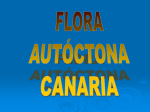 FLORA_AUTOCTONA_CANARIA[2]