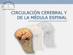 Circulación Cerebral