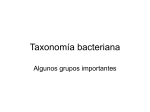 Taxonomía bacteriana