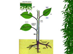 El Agua y las Plantas