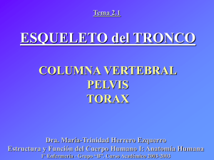 columna vertebral, pelvis, tronco